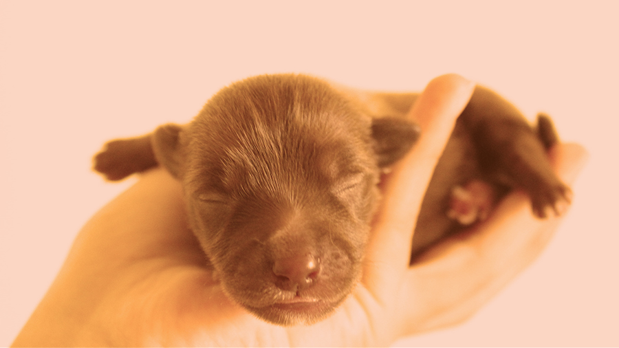 Chihuahua Puppies: A Complete Guide